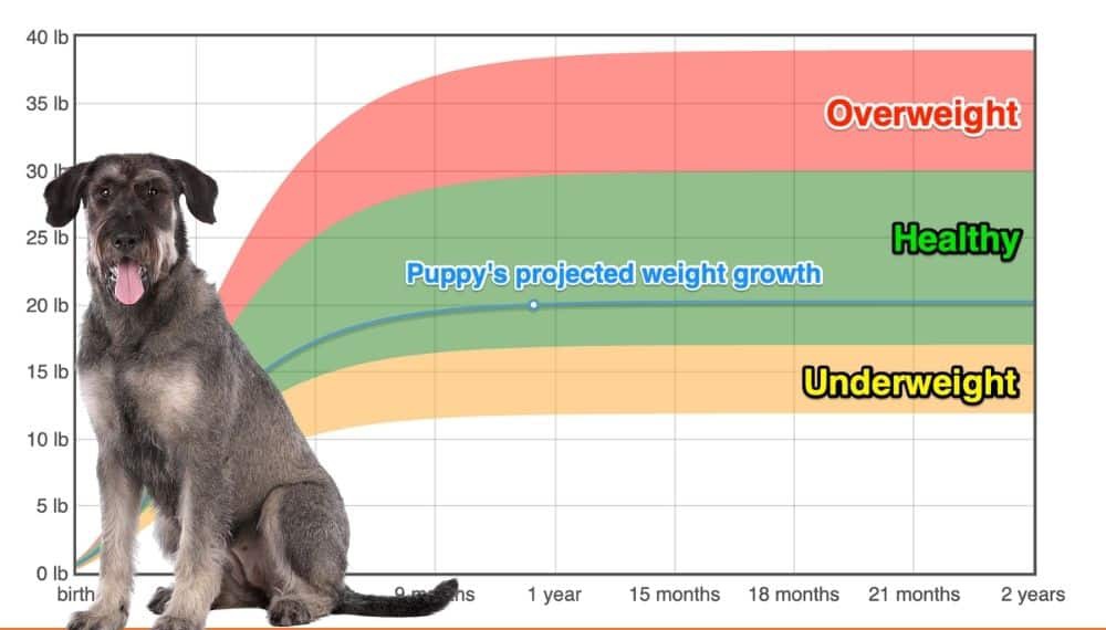 riesenschnauzer-weight-growth-chart-2023-how-heavy-will-my